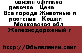 связка сфинкса. девочка › Цена ­ 500 - Все города Животные и растения » Кошки   . Московская обл.,Железнодорожный г.